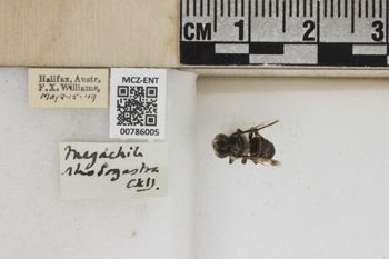 Media type: image;   Entomology 786005 Aspect: Labels